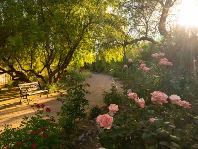boyce thompson arboretum rose garden